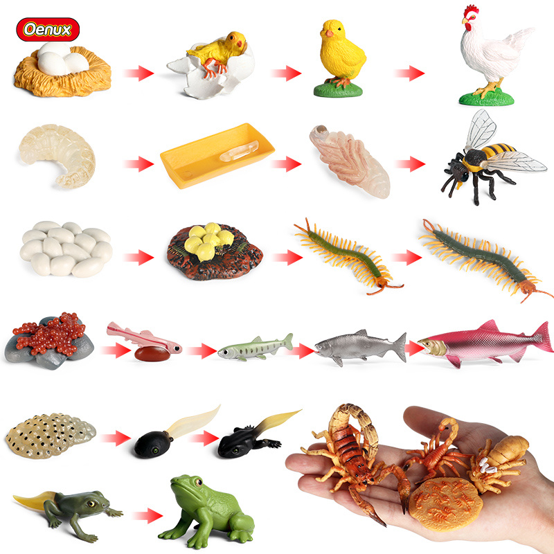 Baby Products Pictures - Oenux yaşam büyüme döngüsü simülasyon böcek